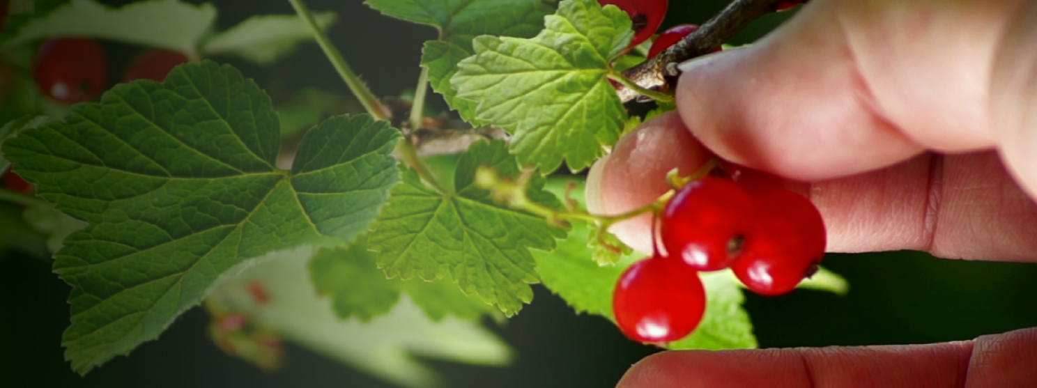 Close-up photo of a hand, picking red currants from a bush.